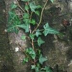 Hedera helix Blad