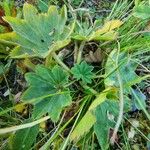 Alchemilla monticola Leaf