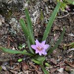 Lewisia pygmaea Хабит