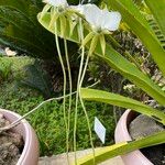 Angraecum longicalcar Blüte