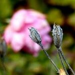 Erica tetralix Fruchs