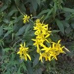 Verbesina alternifolia Kvet