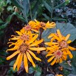 Ligularia dentata Flower