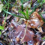 Carex ornithopoda Leaf