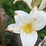 Lilium candidumFloare