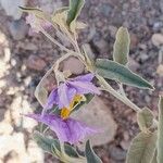 Solanum elaeagnifolium Flower