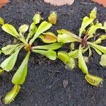 Dionaea muscipula Blad