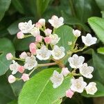 Viburnum rugosum Blüte