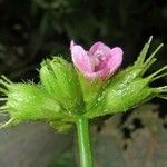 Pavonia castaneifolia Virág