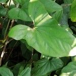 Cercestis congensis Leaf