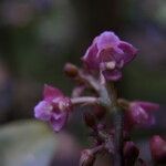 Polystachya concreta Blomma