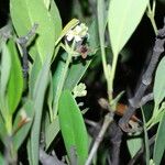 Avicennia germinans Flower