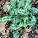 Arum italicum Habit