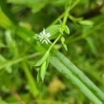 Stellaria alsine Blomma