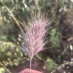 Bromus rubens ফুল