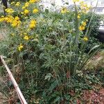 Rudbeckia nitida 整株植物