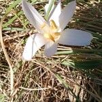 Colchicum alpinum Flower