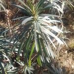 Euphorbia characias पत्ता
