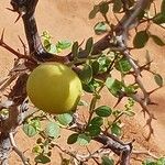 Ziziphus lotus Fruto
