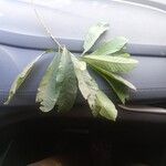 Chloroluma gonocarpa List