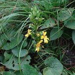 Ligularia fischeri Flower