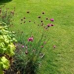 Dianthus giganteus Кветка