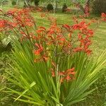 Crocosmia paniculata Flower