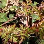 Geranium robertianum Blad