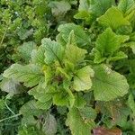 Brassica juncea Leaf