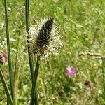 Plantago argentea Virág