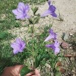 Ruellia ciliatiflora Blomst