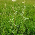 Filipendula ulmaria Hábitos