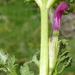 Pedicularis sylvatica Flower