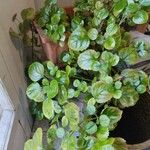 Plectranthus verticillatus List