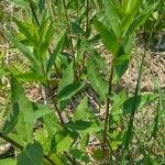 Solidago speciosa Habitatea