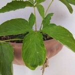 Sauromatum venosum Hoja