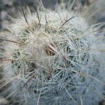 Mammillaria pottsii অভ্যাস