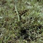 Spiranthes spiralis Habit