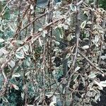 Cotoneaster franchetii পাতা