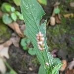 Polygonum persicaria برگ