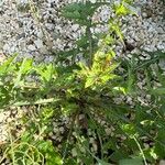 Sonchus oleraceusFeuille