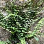 Asplenium trichomanes Φύλλο