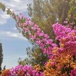 Bougainvillea spectabilis Pokrój