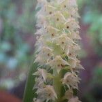 Polystachya polychaete Flower