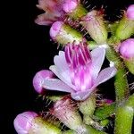 Tococa guianensis Fleur