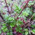 Acaena elongata Hoja