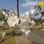 Tabebuia roseoalba Blüte