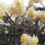 Edgeworthia chrysantha Lorea