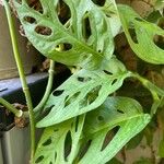 Monstera obliqua Leaf