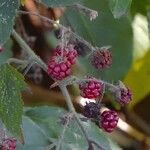 Rubus questieri Fruit